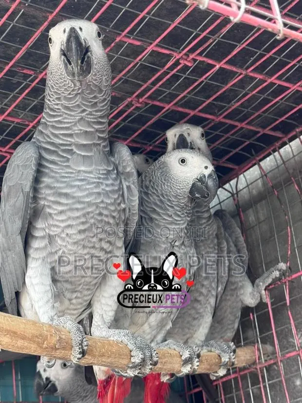 Congo African Grey · Photo 3