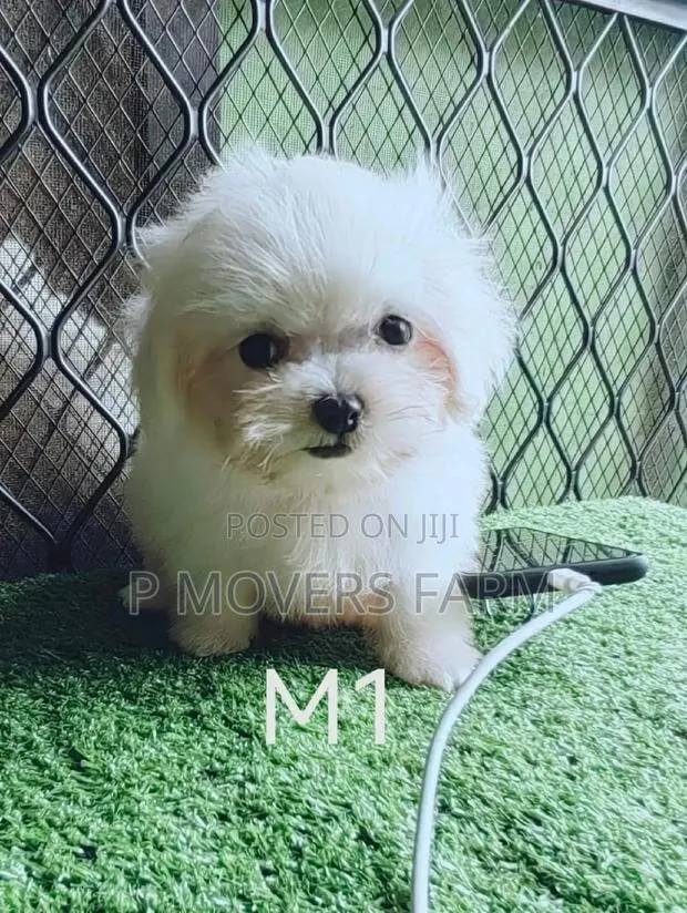 1-3 months Male Purebred Maltese · Photo 1
