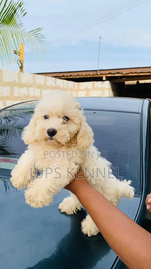 1-3 months Female Purebred Poodle · Photo 1