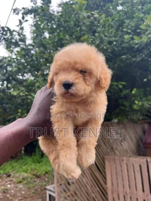1-3 months Male Purebred Poodle · Photo 1