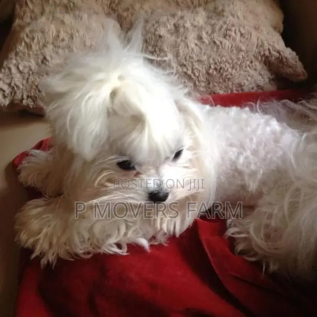 1-3 months Male Purebred Maltese · Photo 1
