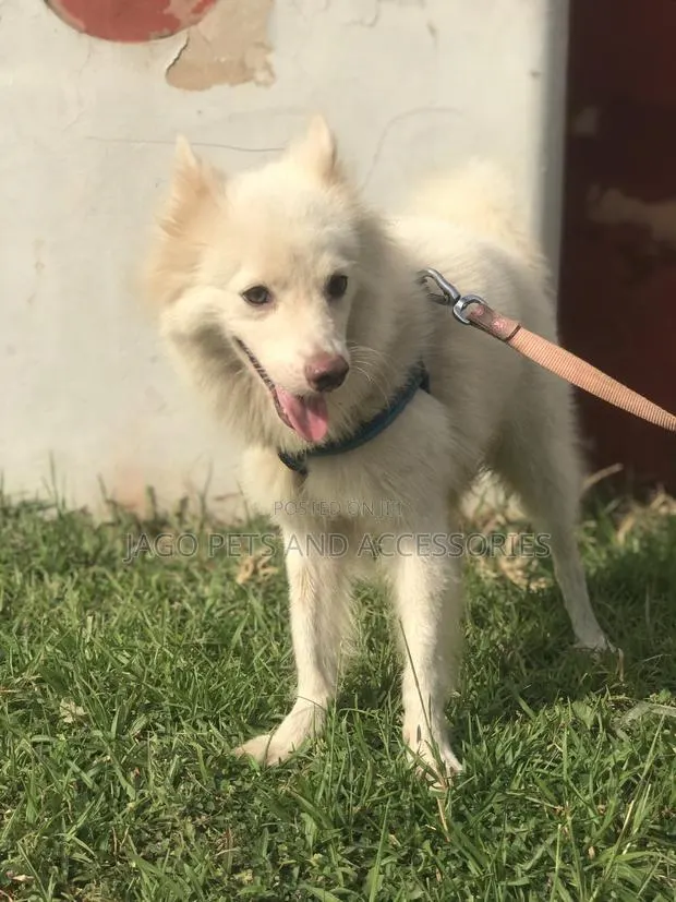 Male American Eskimo Available for Stud Services · Photo 2