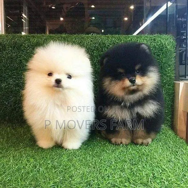 1-3 months Female Purebred Pomeranian · Photo 1