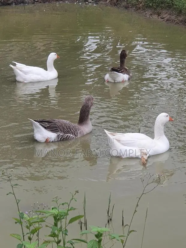 Organic Goslings · Photo 1