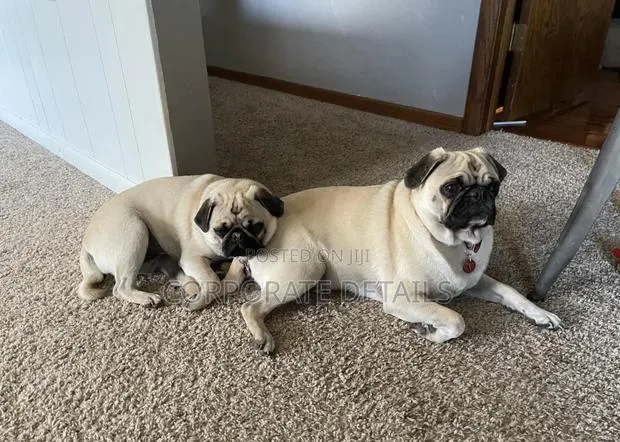1-3 months Female Purebred Pug · Photo 1