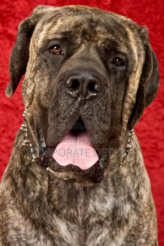 1+ year Male Purebred Boerboel · Photo 1