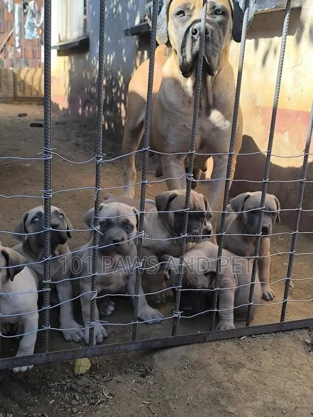 1-3 months Male Purebred Boerboel