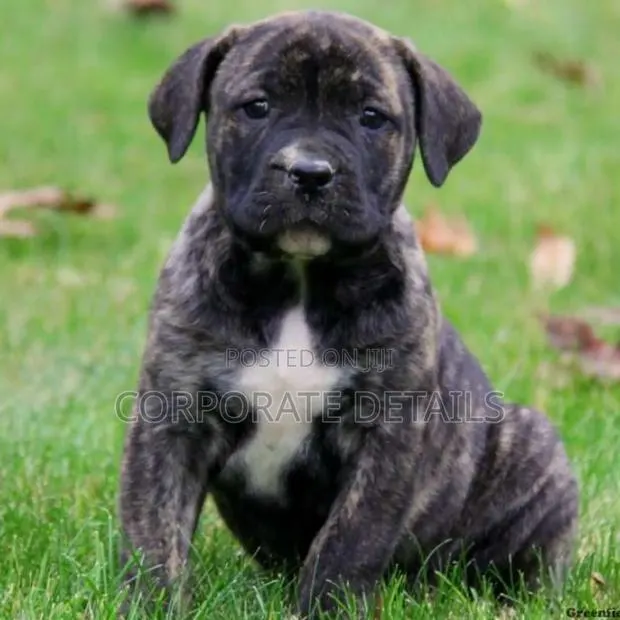 1-3 months Male Purebred Boerboel · Photo 1