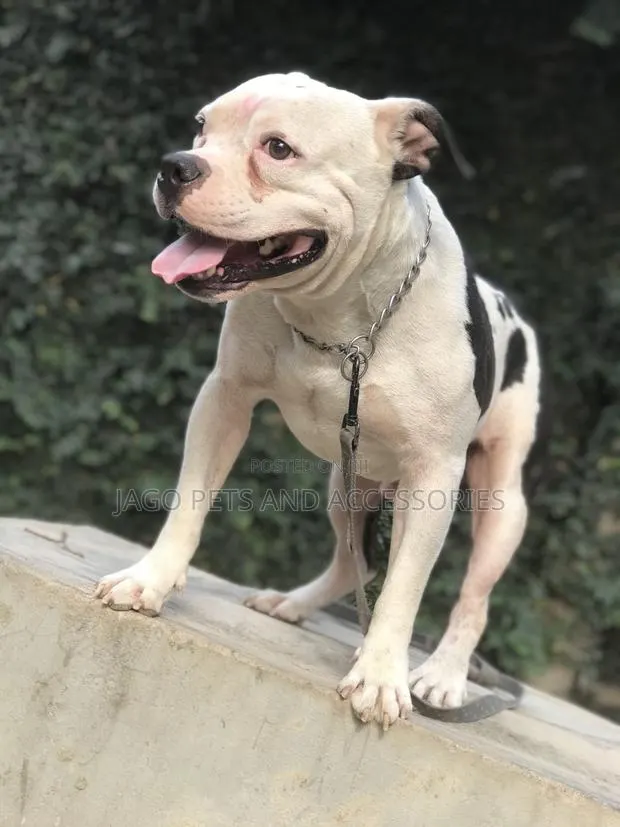 Male Pitbull Available for Stud · Photo 1