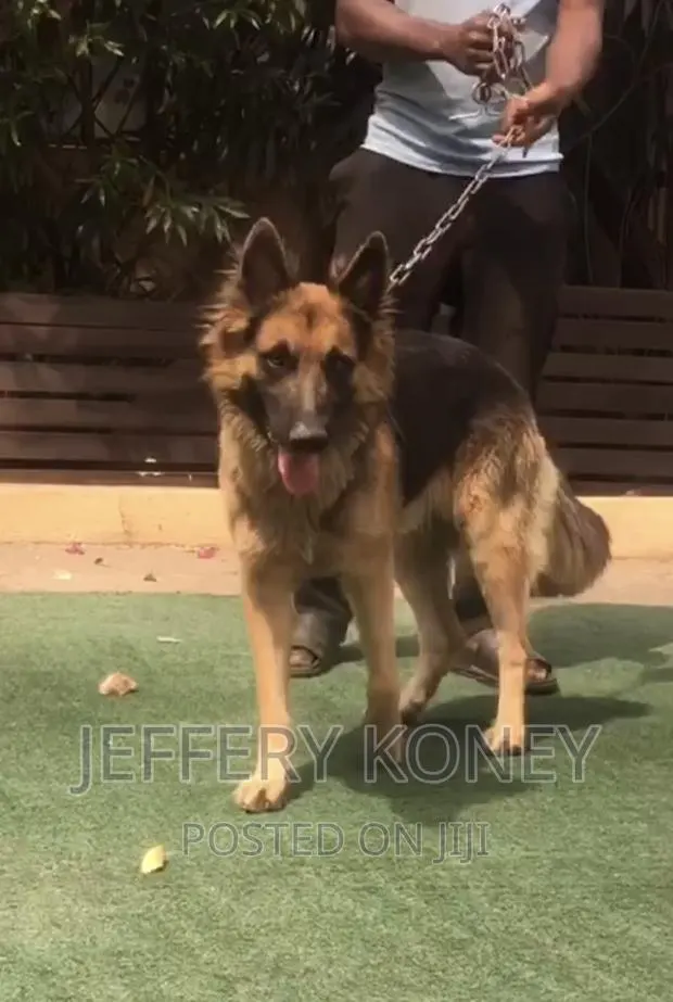 6-12 months Male Purebred German Shepherd · Photo 1