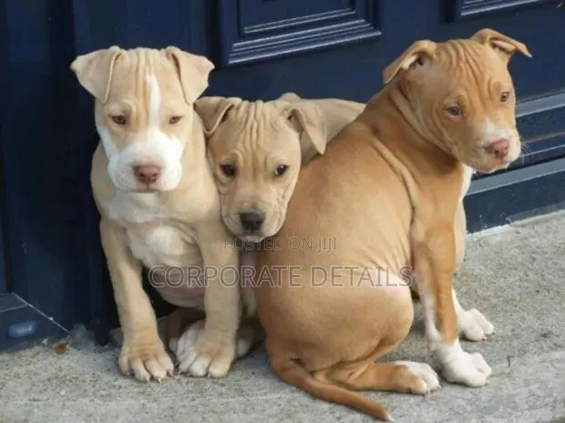 1-3 months Male Purebred American Pit Bull Terrier · Photo 1