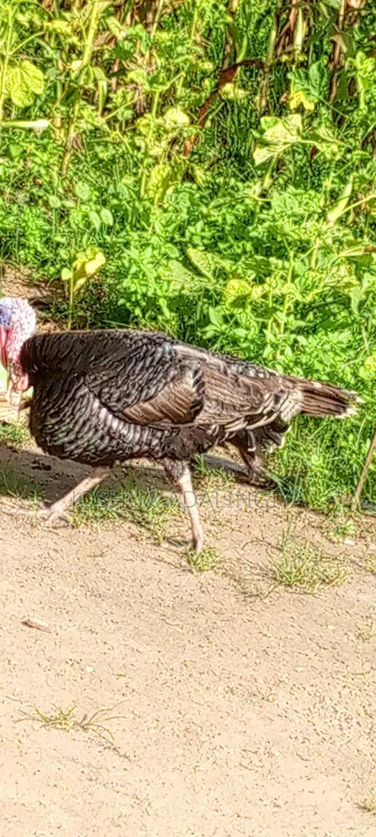 Male Turkey for Sale · Photo 1