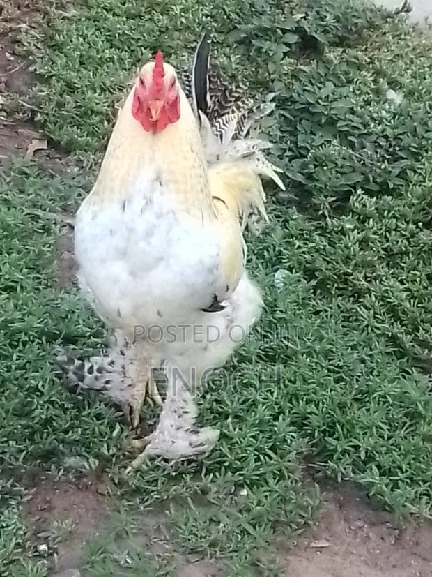 I Sell All Kinds of Poultry Chicken · Photo 1