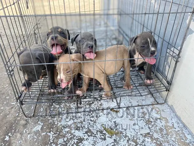 1-3 months Male Purebred American Bully · Photo 1