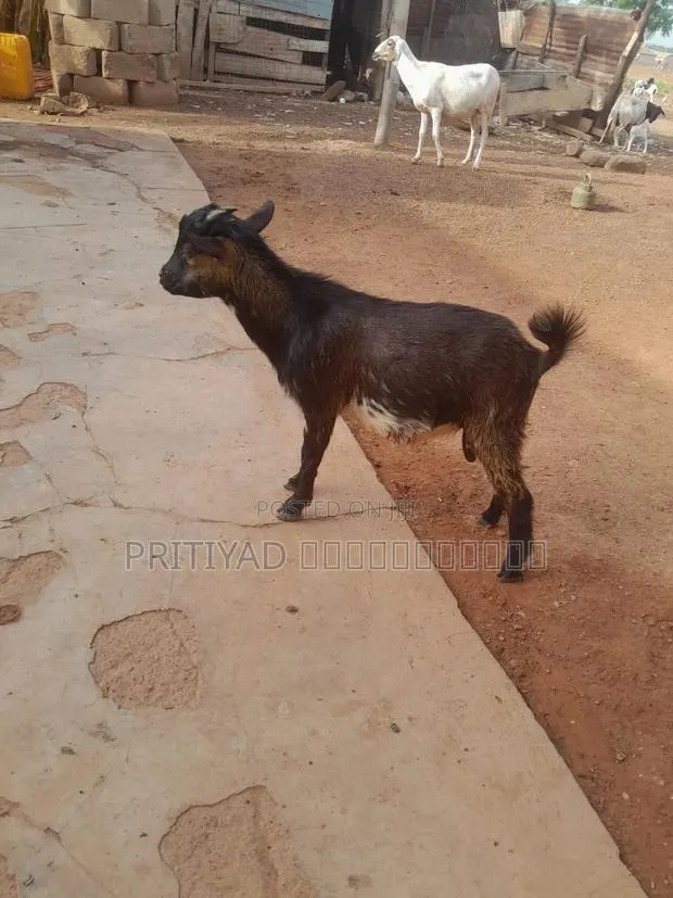 Male Health Goats · Photo 1