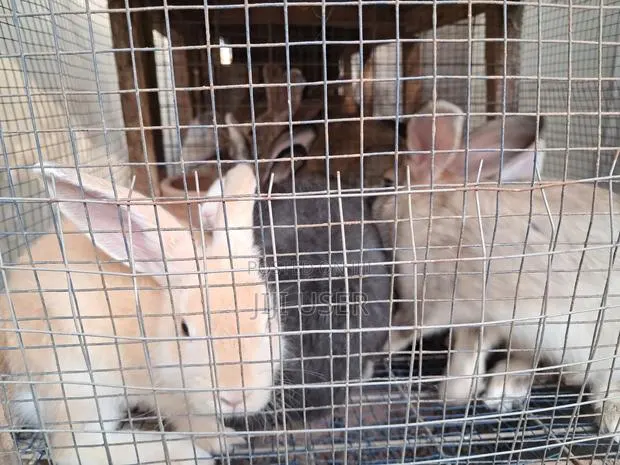 Rabits for Sale Please Call · Photo 1