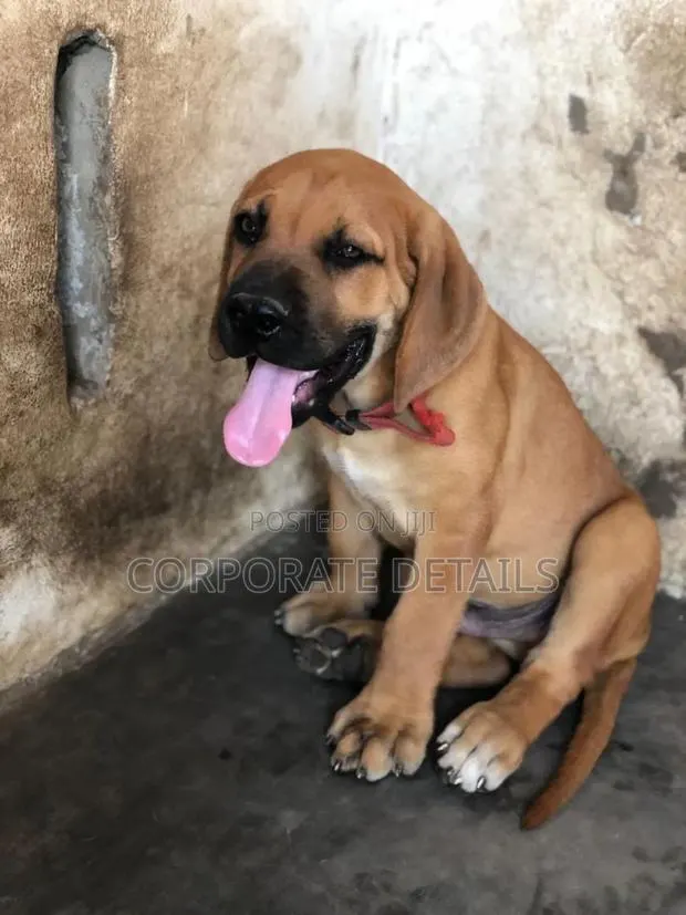 3-6 months Male Purebred Boerboel · Photo 1