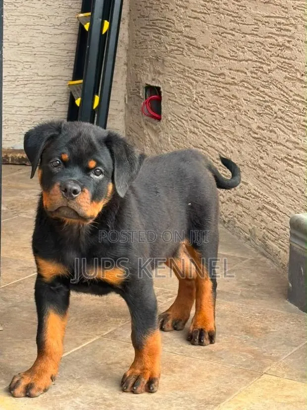 1-3 months Female Purebred Rottweiler · Photo 1