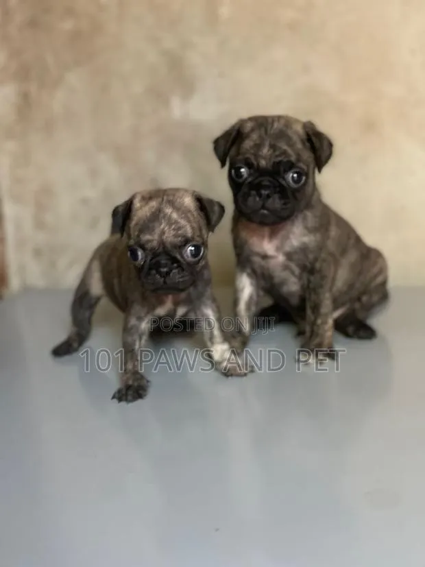 1-3 months Female Purebred Pug · Photo 1