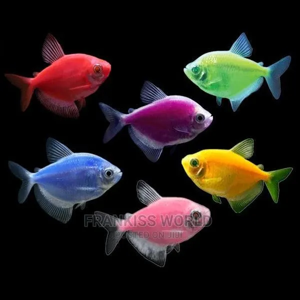 Tetra Fish · Photo 1