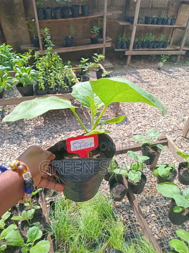 Eggplant Seedlings · Photo 3
