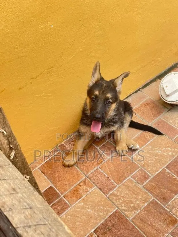1-3 Months Male Purebred German Shepherd · Photo 1