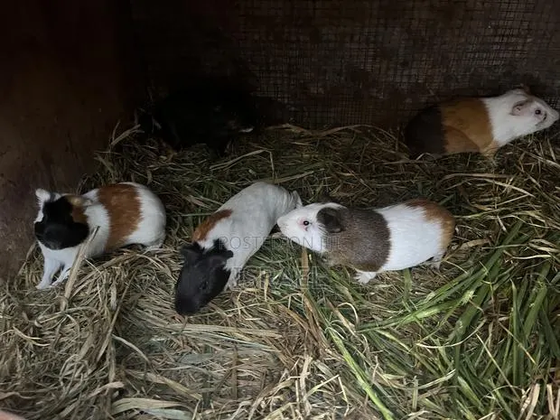 Guinea Pigs · Photo 3
