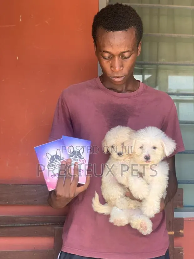 1-3 months Male Purebred Poodle · Photo 1