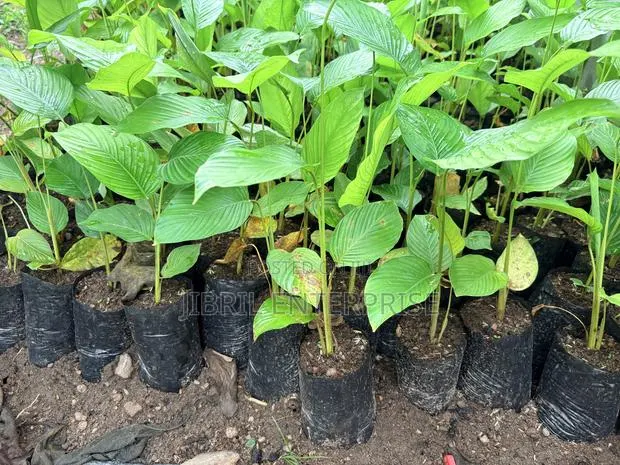 Thaumatococcus Daniellii Seeds for Planting, Already Sprouted,15/100gh · Photo 3