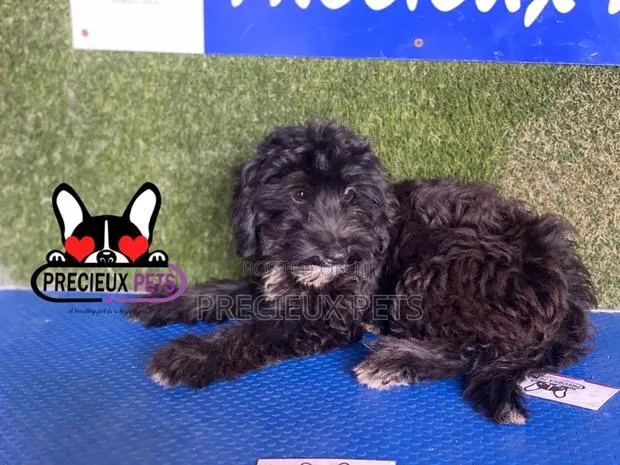 1-3 months Male Mixed Breed Maltipoo · Photo 1