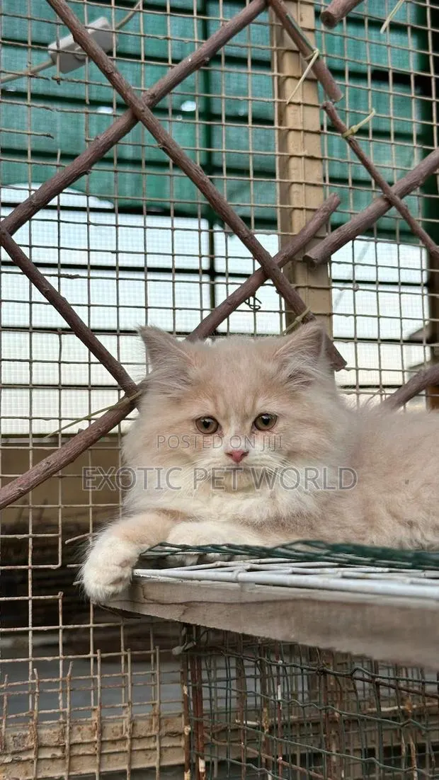 1-3 months Male Purebred Persian · Photo 1