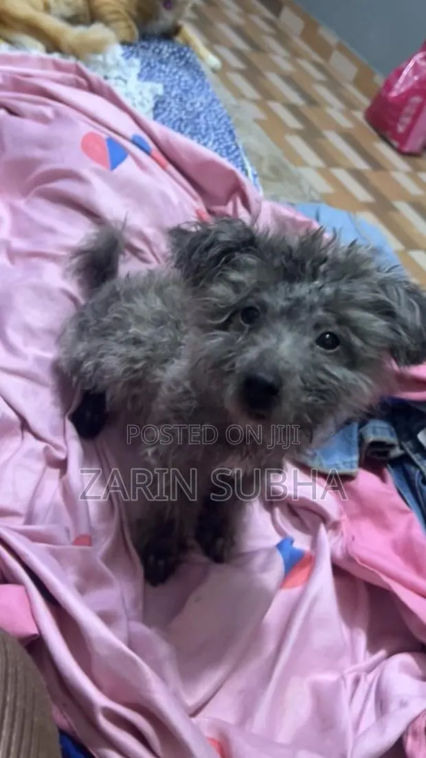 1-3 months Male Purebred Poodle · Photo 1