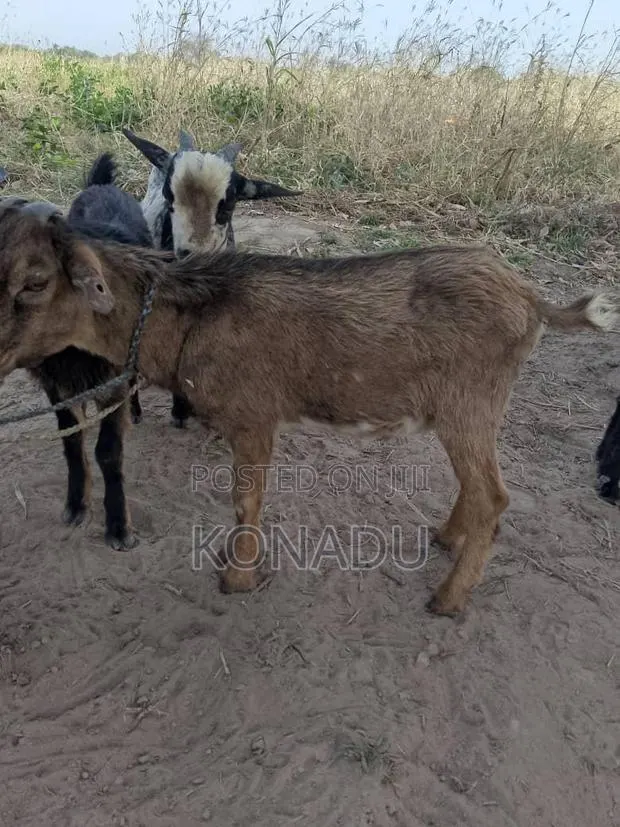 Local Female Goats · Photo 1