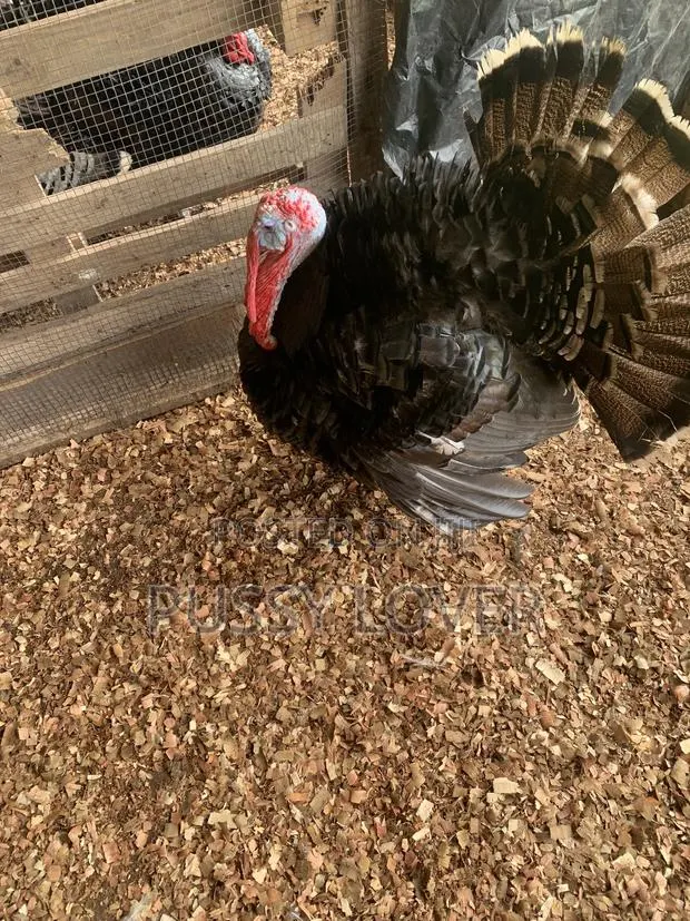 Premium Farm-Raised Turkeys: Quality You Can Trust. · Photo 4