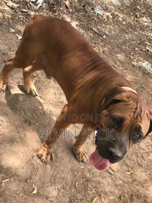 1+ year Male Purebred Boerboel · Photo 1