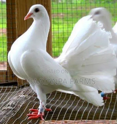 Pair of Fantail Pigeons · Photo 2
