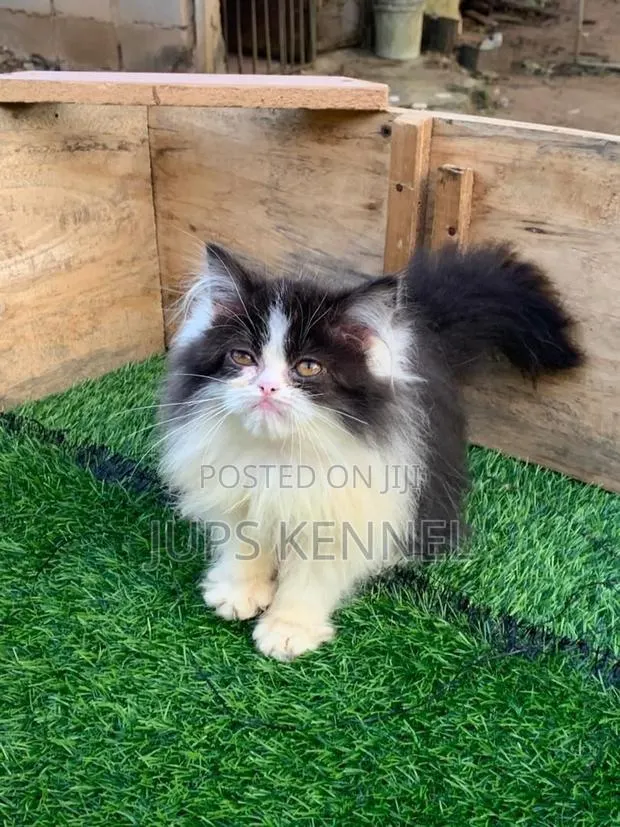 1-3 months Male Purebred Persian · Photo 1