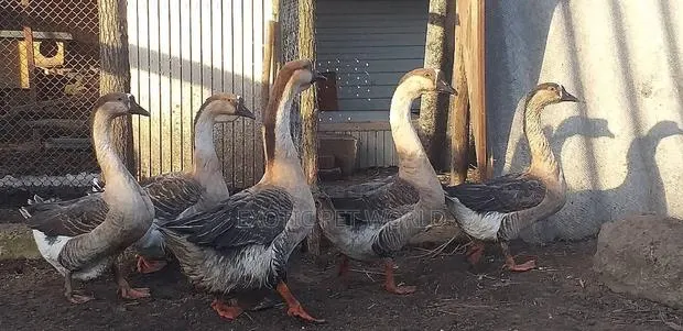 Chinese Geese · Photo 2