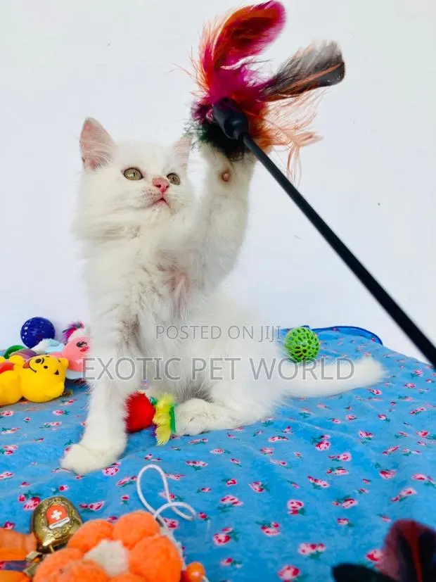0-1 month Male Purebred Persian · Photo 1