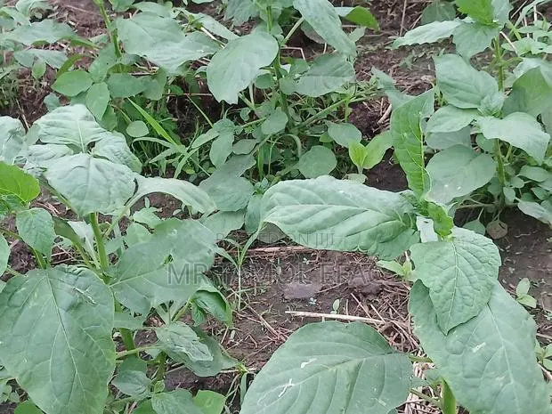 Green Vegetable ( Huckle Berry Leafs) (Njama Njama · Photo 1