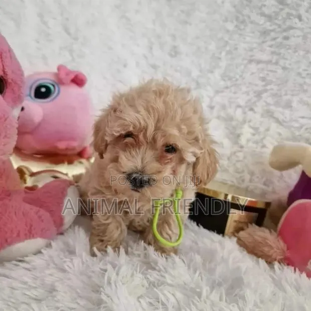 1-3 months Female Purebred Poodle · Photo 1