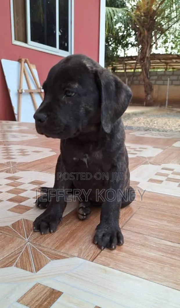 1-3 months Male Purebred Boerboel · Photo 1