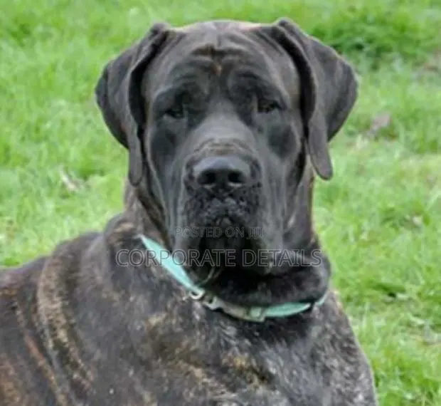 1+ year Male Purebred Boerboel · Photo 1