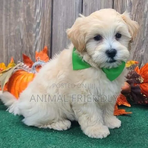 1-3 months Male Purebred Poodle · Photo 1