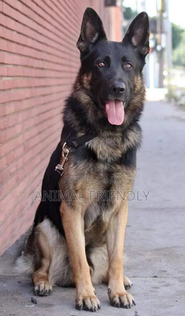 1-3 months Female Purebred German Shepherd · Photo 1