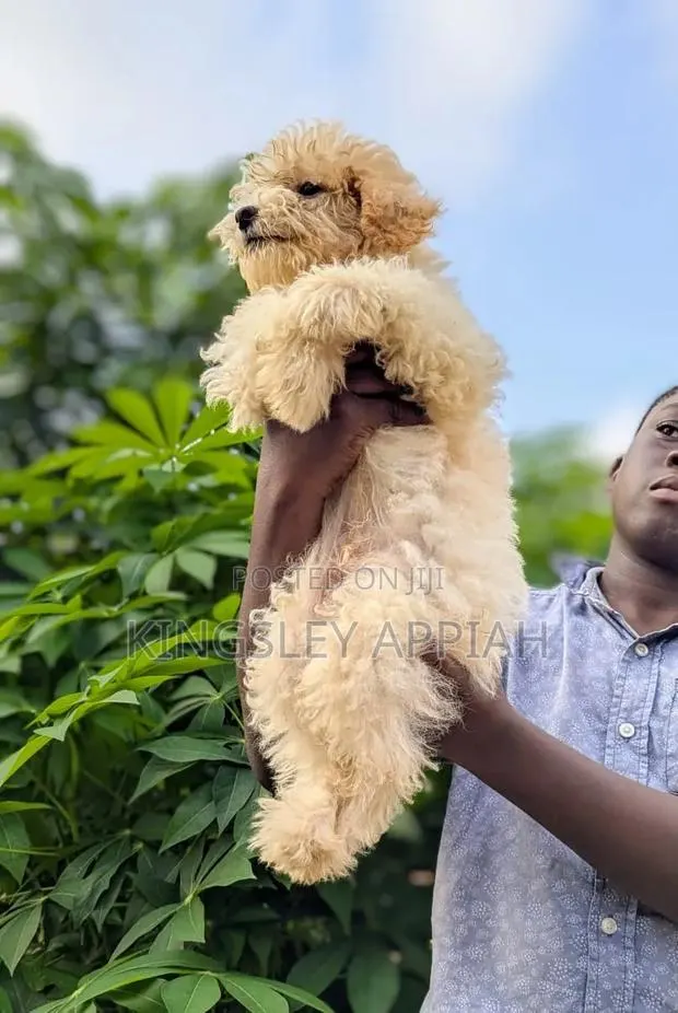 1-3 months Female Purebred Poodle · Photo 1
