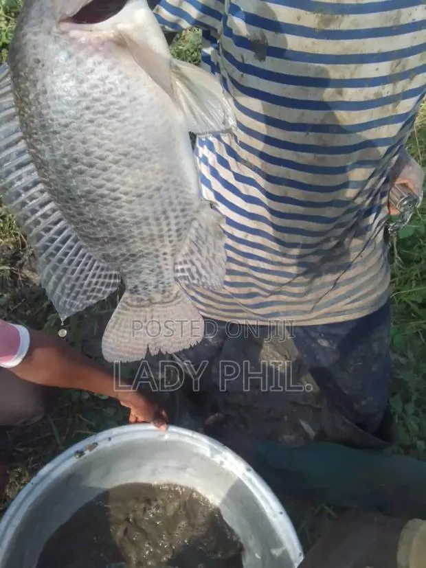 Fingerlings, Juvenile And Live Catfish And Tilapia Available · Photo 1