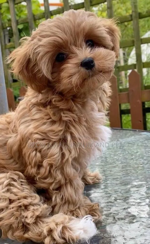 1-3 months Female Purebred Poodle · Photo 1