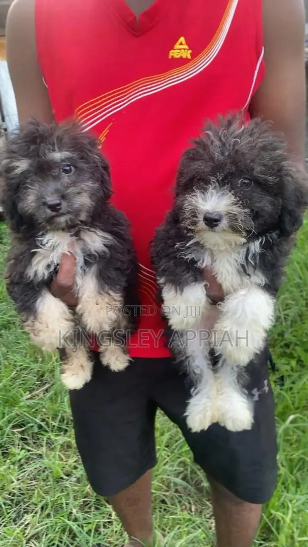 1-3 months Female Purebred Poodle · Photo 1