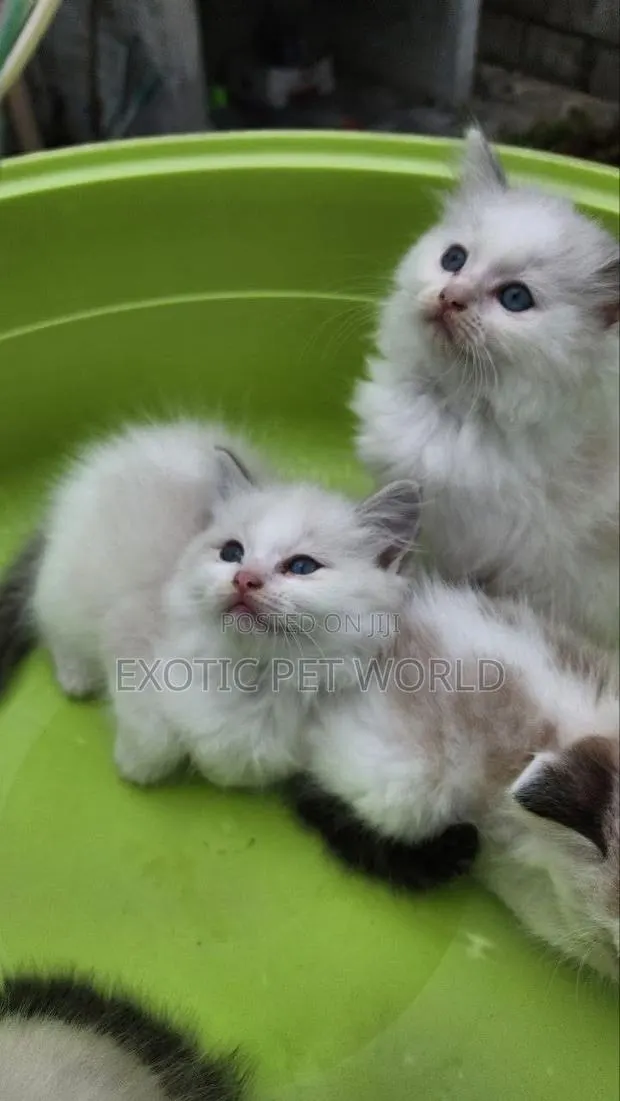 1-3 months Female Purebred Ragdoll · Photo 4
